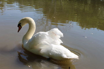 swan on lake