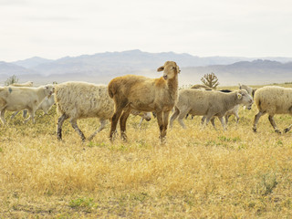 Obraz premium .A herd of sheep graze on the meadow in the open air. Pasture for animals. Sheep eat grass. Agriculture.
