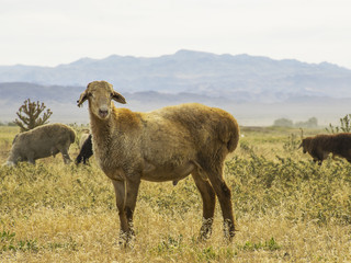 Obraz premium .A herd of sheep graze on the meadow in the open air. Pasture for animals. Sheep eat grass. Agriculture.