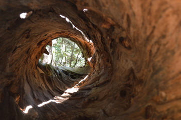 Inside a hollow log