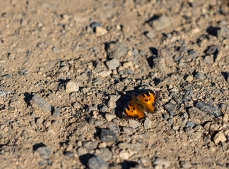 Monarch butterfly 