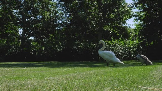 A swan is walking on the green grass together with its duckling in a nature park during the summer.