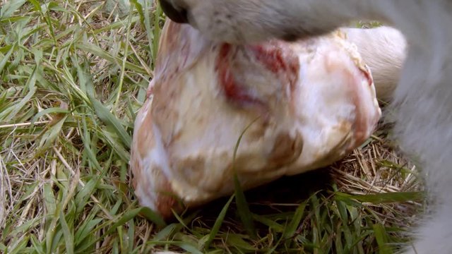 Grey wolf eating the meat off of a bone in the grass.