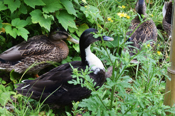 Patos en un parque con una charca.