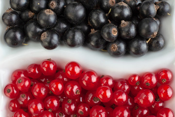 Black and red currant berries closeup