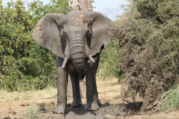 Afrikanischer Elefant / African elephant / Loxodonta africana