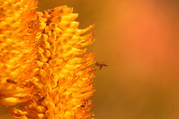 Bee collecting nectar from an aloe flower
