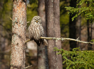 Great Gray Owl (Strix Nebulosa), This owl is one of the world's largest owls. Wildlife in Sweden, Scandinavian.