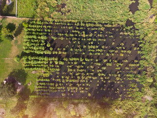 Photo of swamp and landscape top view, texture for design.