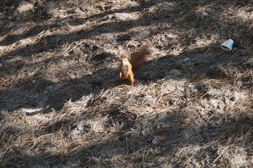 squrrel in the forest