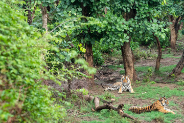 Naklejka na ściany i meble Two bengal tigers or a mating pair in beautiful green trees and background at Sariska National Park or Tiger Reserve, rajasthan, india