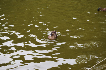 Patos en un parque con una charca.