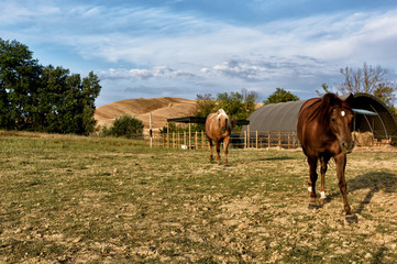 Fototapeta na wymiar two horses in a field
