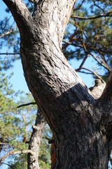 Obraz premium tree in the forest