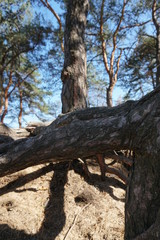old tree in the forest