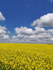 Obraz premium field, sky, yellow, landscape, nature, agriculture, blue, canola, flower, summer, spring, clouds, rapeseed, meadow, plant, rural, flowers, farm, green, cloud, oilseed, bright, grass, oil, beautiful