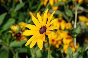 Black eyed susans or Yellow Ox-eye Daisy. Image of black, brown, susan