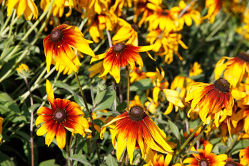 rudbeckia bicolor/ flower texture / background