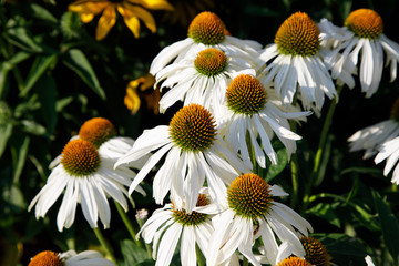 Echinacea flower