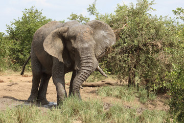 Fototapeta premium Afrikanischer Elefant / African elephant / Loxodonta africana