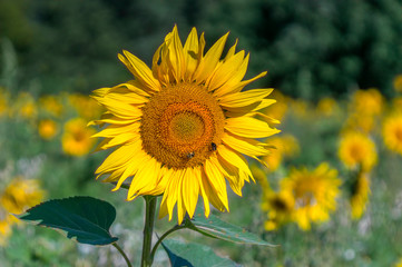 New yellow sunflower on the season meadow