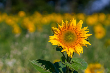 New yellow sunflower on the season meadow