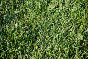 Green  texture grass background 