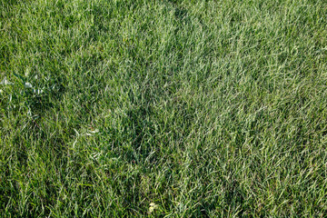 Green  texture grass background 