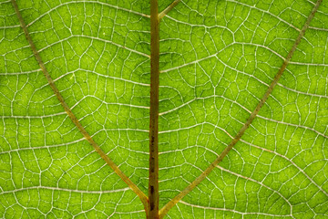 macro texture details of green leaf vine