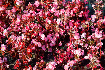 Background or texture of red colors of begonia