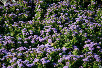 Background or texture of blue ageratum