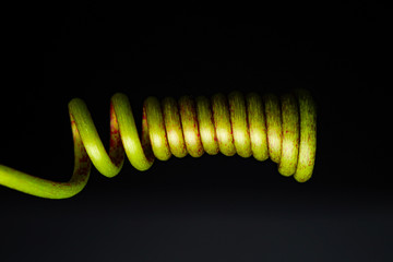 passion fruits plant vine with isolated background 