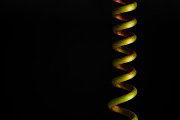 passion fruits plant vine with isolated background 