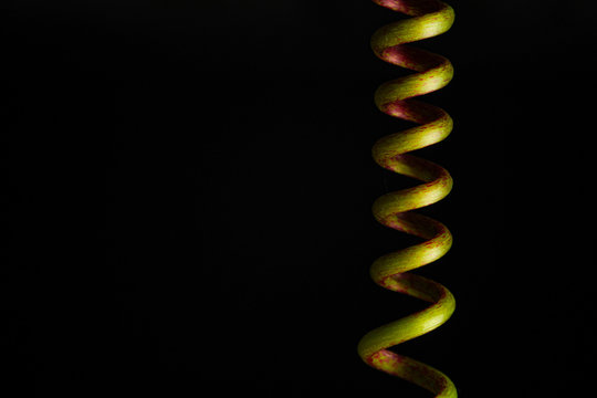 passion fruits plant vine with isolated background 