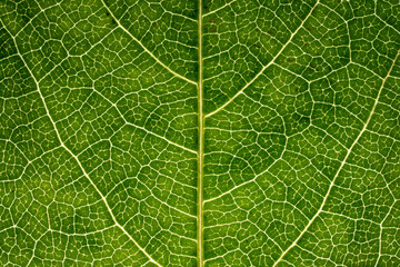 macro texture details of green leaf vine