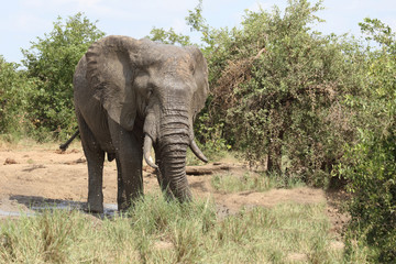 Afrikanischer Elefant / African elephant / Loxodonta africana