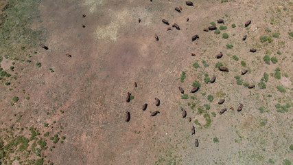 Herd of Bison or American Buffalo in high plains field in Utah, aerial view