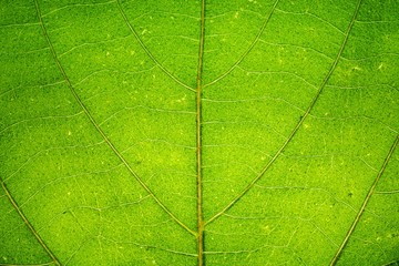 macro texture details of green leaf vine