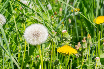 Different stages of flowering and ripening of dandelion seeds in one photo frame. Bud, yellow flower and white fluffy ball with dandelion seeds. Flowering wild herbs