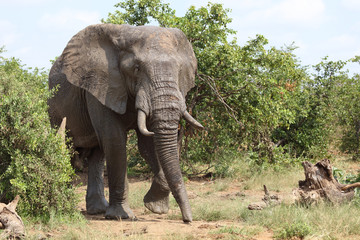 Afrikanischer Elefant / African elephant / Loxodonta africana