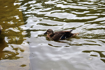 Patos en un parque con una charca.