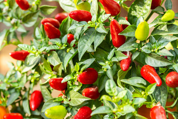 Organic bird chili Capsicum frutescens, many small hot chili peppers on a bush, background wallpaper close-up. Vegetable harvest