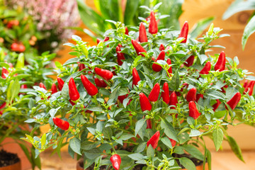 Harvest festival Organic bird chili Capsicum frutescens in a clay pot, a lot of small mini red hot...