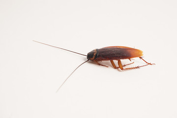 Dead cockroach supine upside down isolated on white with space for text with white background 