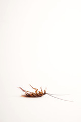 Dead cockroach supine upside down isolated on white with space for text with white background 