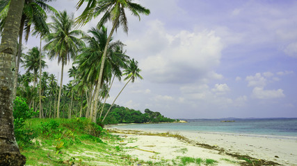 Beautiful panoramic tropical beach with coconut palm and white sand                          