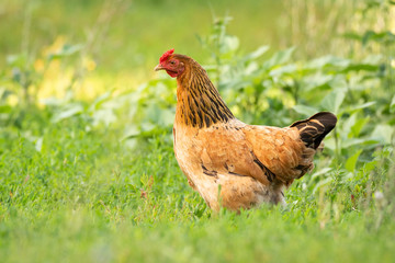 chicken on grass