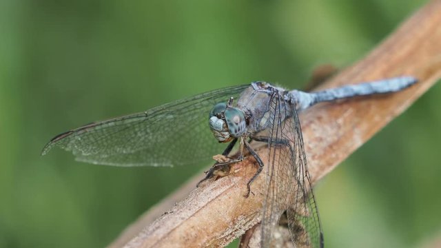 Old male of blue dragonfly (Orthetrum chrysostigma (Burmeister, 1839)), perched in a bush beside a river, near Xativa, Spain