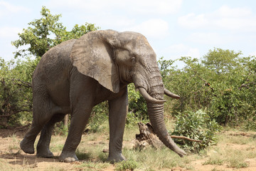 Afrikanischer Elefant / African elephant / Loxodonta africana