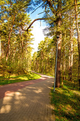 Naklejka premium Forest in spring in sunny light at the coast of the Baltic sea in Poland